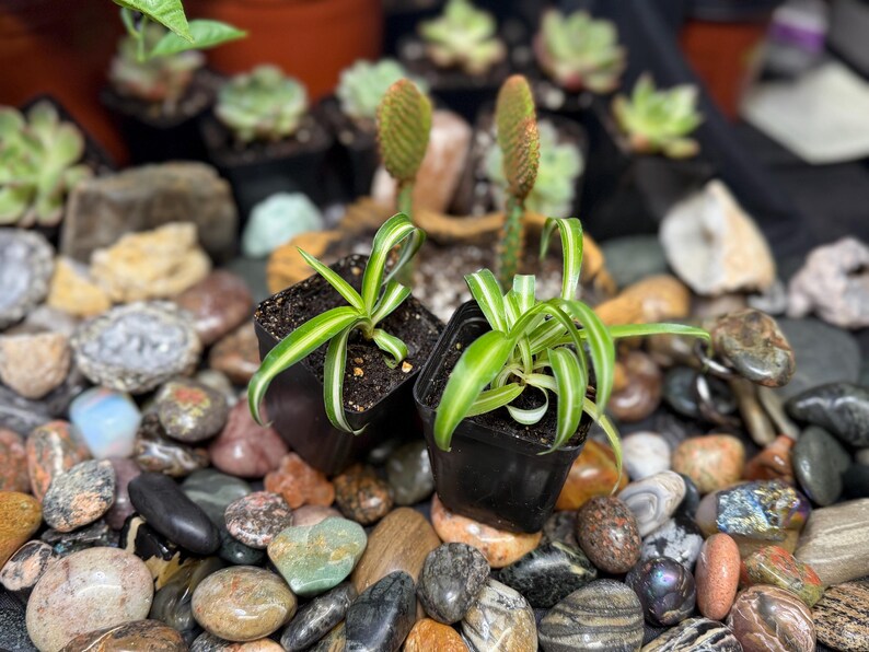 May include: Two small potted spider plants with green and white striped leaves sit on a bed of colorful stones. Other potted succulents and cacti are visible in the background, creating a natural, earthy scene.