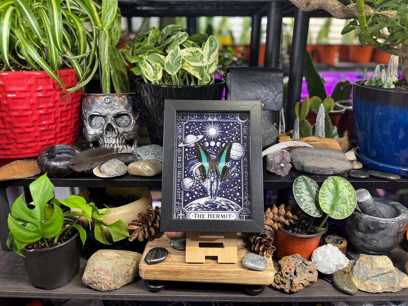 Blue Bottleneck “The Hermit Celestial Wanderer” Framed Specimen Art | Graphium sarpedon Tarot Decor bild 5