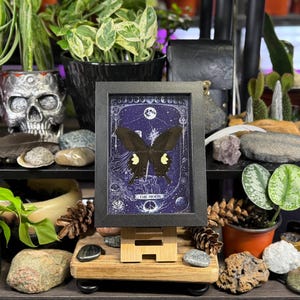 May include: A framed print of a butterfly with a celestial design, displayed on a small wooden easel. The artwork features a dark butterfly against a blue background with the text "THE MOON". The image is surrounded by plants and decorative items.