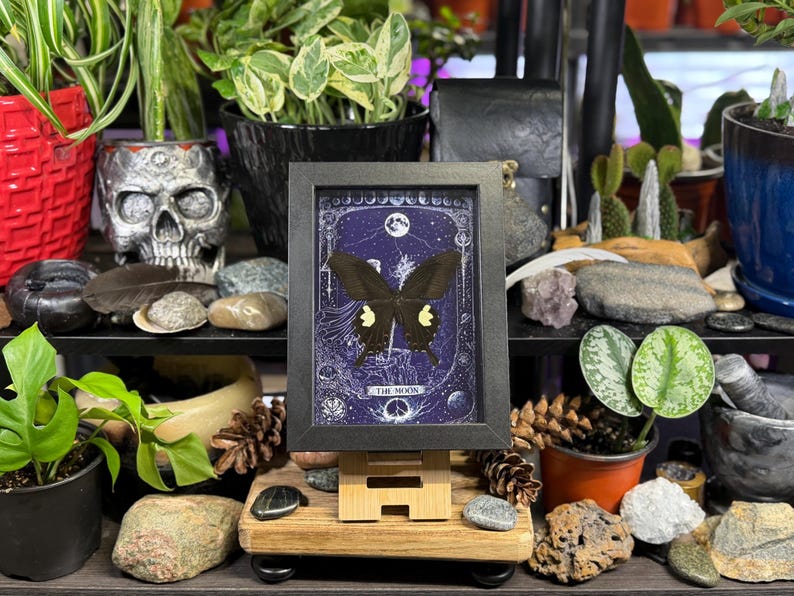 May include: A framed print of a butterfly with a celestial design, displayed on a small wooden easel. The artwork features a dark butterfly against a blue background with the text "THE MOON". The image is surrounded by plants and decorative items.