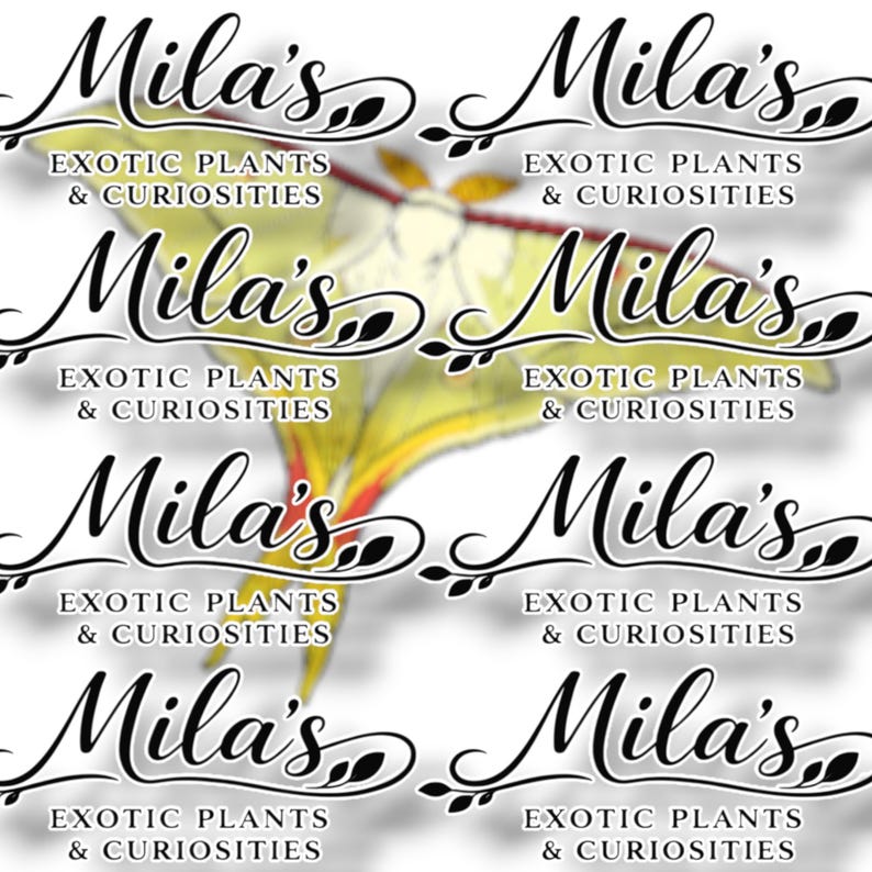 May include: A repeating pattern featuring the text "Mila's Exotic Plants & Curiosities" in elegant script. A yellow and red moth is visible in the background. The design is repeated across the image.