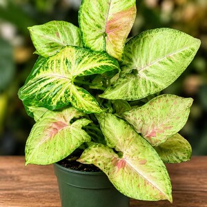 May include: A Syngonium plant with arrow-shaped leaves featuring a variegated pattern of light green, dark green, and soft pink splashes. The plant is potted in a simple, dark green plastic container with visible soil at the base of the stems.