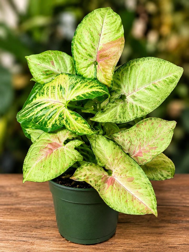 May include: A Syngonium plant with arrow-shaped leaves featuring a variegated pattern of light green, dark green, and soft pink splashes. The plant is potted in a simple, dark green plastic container with visible soil at the base of the stems.