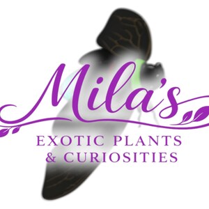Pode incluir: Logotipo para "Mila's Exotic Plants & Curiosities" com texto roxo em it&aacute;lico e uma borboleta estilizada. A borboleta tem asas pretas e castanhas com um efeito desfocado e esfuma&ccedil;ado. O texto &eacute; acompanhado por floreios e folhas decorativas.