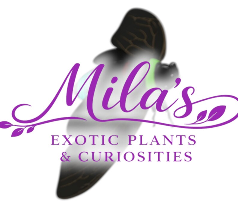 Pode incluir: Logotipo para "Mila's Exotic Plants & Curiosities" com texto roxo em it&aacute;lico e uma borboleta estilizada. A borboleta tem asas pretas e castanhas com um efeito desfocado e esfuma&ccedil;ado. O texto &eacute; acompanhado por floreios e folhas decorativas.