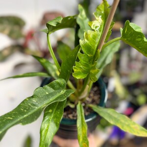 K&ouml;nnte beinhalten: Eine Philodendron Ring of Fire Pflanze mit l&auml;nglichen, gezackten Bl&auml;ttern, die panaschierte Muster in Dunkelgr&uuml;n, Hellgr&uuml;n und Gelb aufweisen. Die Pflanze steht in einem dunklen Topf und wird von einem d&uuml;nnen, hellen Holzstab gest&uuml;tzt.