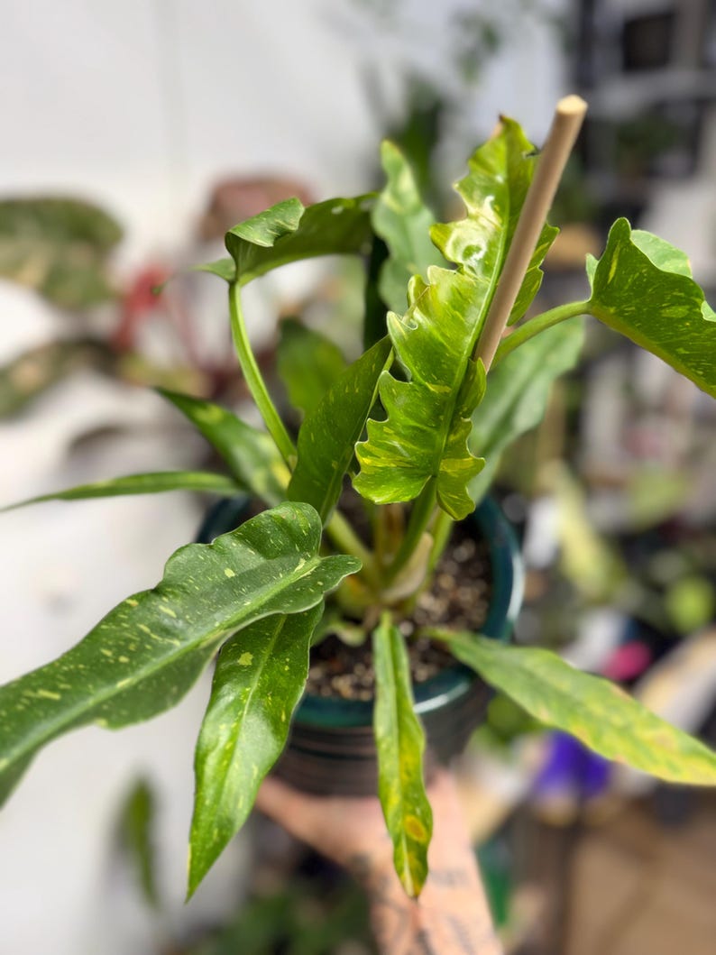 K&ouml;nnte beinhalten: Eine Philodendron Ring of Fire Pflanze mit l&auml;nglichen, gezackten Bl&auml;ttern, die panaschierte Muster in Dunkelgr&uuml;n, Hellgr&uuml;n und Gelb aufweisen. Die Pflanze steht in einem dunklen Topf und wird von einem d&uuml;nnen, hellen Holzstab gest&uuml;tzt.