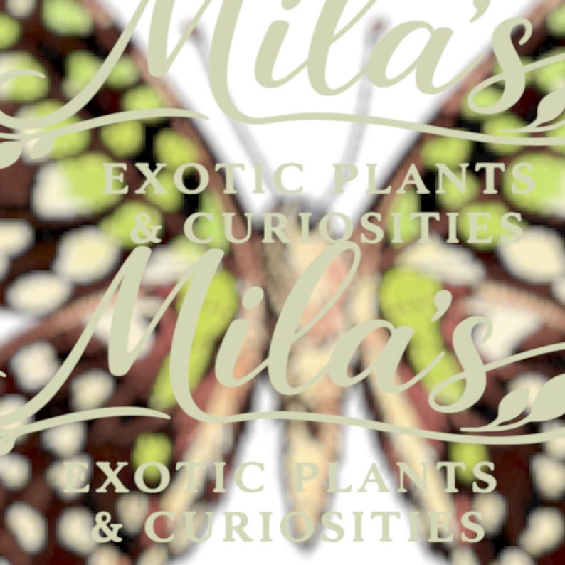 May include: A logo for "Mila's Exotic Plants & Curiosities" features a butterfly design with a light green and brown pattern. The text "Mila's" is in a cursive font, and the business name is in a sans-serif font.