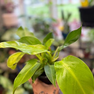 May include: A Philodendron plant with vibrant lime green and yellow variegated leaves. The foliage is glossy and pointed, featuring a mix of bright chartreuse and deeper green tones. The plant is contained in a small black plastic nursery pot.