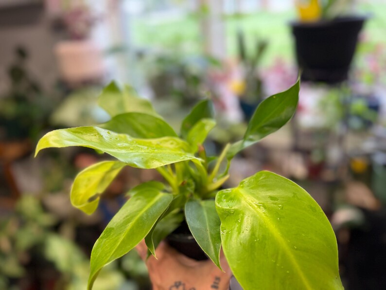 May include: A Philodendron plant with vibrant lime green and yellow variegated leaves. The foliage is glossy and pointed, featuring a mix of bright chartreuse and deeper green tones. The plant is contained in a small black plastic nursery pot.
