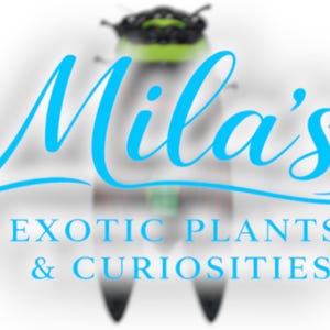 K&ouml;nnte beinhalten: Das Bild zeigt den Text "Mila's Exotic Plants & Curiosities" in Hellblau. Der verschwommene Hintergrund deutet auf eine gr&uuml;n-schwarze insektenartige Form hin.