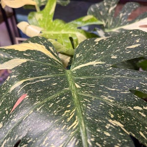 May include: A variegated Monstera plant featuring large, heart-shaped leaves with deep green surfaces speckled and splashed with creamy white patterns. The foliage displays distinct fenestrations and a glossy texture, showcasing a mix of dark green and light cream variegation across the broad, textured leaf blades.