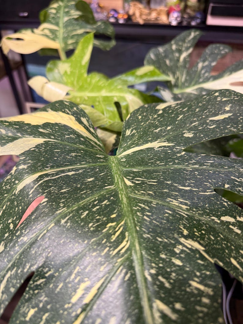 May include: A variegated Monstera plant featuring large, heart-shaped leaves with deep green surfaces speckled and splashed with creamy white patterns. The foliage displays distinct fenestrations and a glossy texture, showcasing a mix of dark green and light cream variegation across the broad, textured leaf blades.