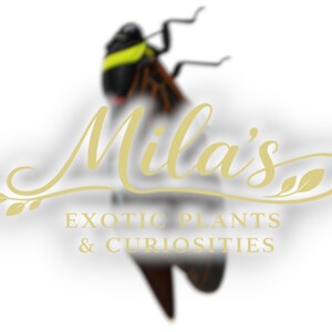 Pode incluir: Logotipo para "Mila's Exotic Plants & Curiosities" com um inseto estilizado com marcas pretas, castanhas e amarelas. O logotipo inclui o nome "Mila's" em escrita elegante, com a descri&ccedil;&atilde;o do neg&oacute;cio abaixo.