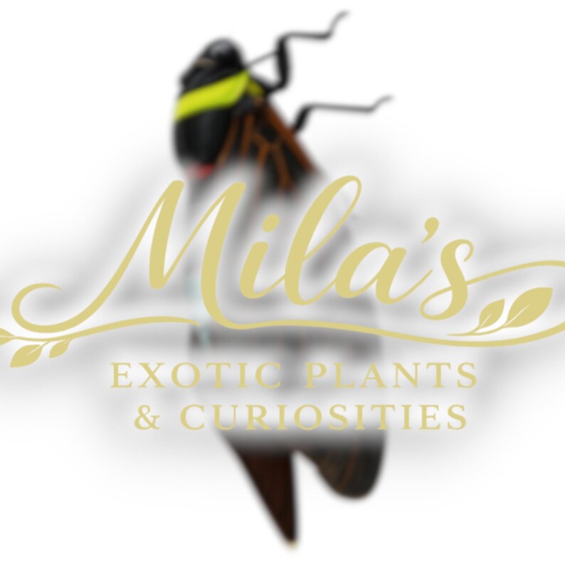 Pode incluir: Logotipo para "Mila's Exotic Plants & Curiosities" com um inseto estilizado com marcas pretas, castanhas e amarelas. O logotipo inclui o nome "Mila's" em escrita elegante, com a descri&ccedil;&atilde;o do neg&oacute;cio abaixo.