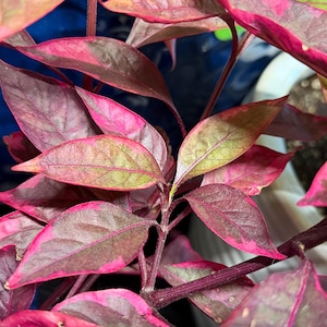May include: A plant with pointed, lance-shaped leaves featuring a variegated pattern of deep magenta, dark purple, and muted green tones. The stems are a dark reddish-purple color, supporting the foliage which displays a mix of solid and mottled hues.