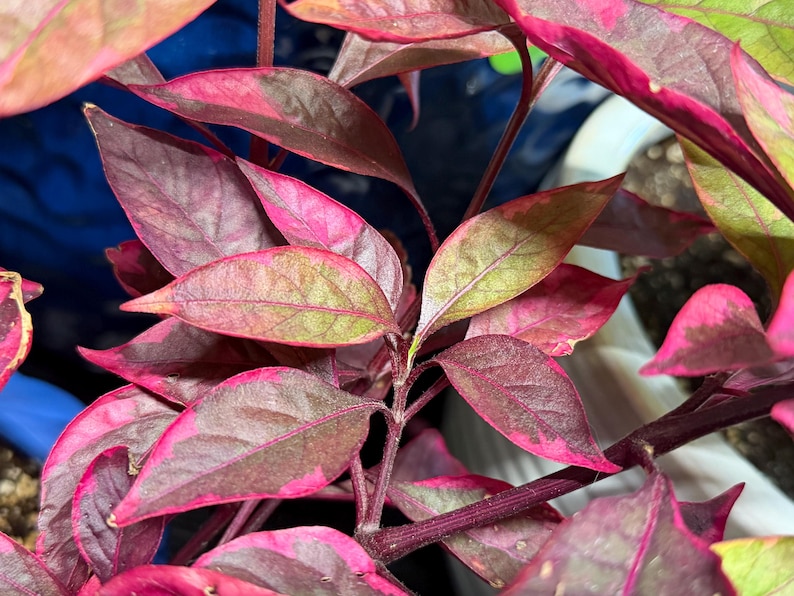 May include: A plant with pointed, lance-shaped leaves featuring a variegated pattern of deep magenta, dark purple, and muted green tones. The stems are a dark reddish-purple color, supporting the foliage which displays a mix of solid and mottled hues.