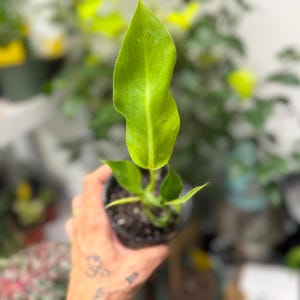 May include: A small potted plant featuring a single, elongated, vibrant lime-green leaf with a smooth texture and pointed tip, growing from a dark soil base within a black plastic nursery container, showcasing bright foliage and a central stem.