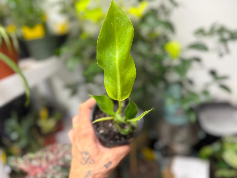May include: A small potted plant featuring a single, elongated, vibrant lime-green leaf with a smooth texture and pointed tip, growing from a dark soil base within a black plastic nursery container, showcasing bright foliage and a central stem.