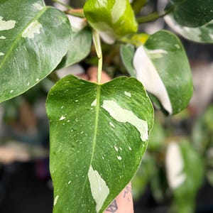 May include: A Philodendron White Wizard plant featuring heart-shaped leaves with variegated patterns of deep green and creamy white. The foliage displays distinct white splashes and speckles across the surface, with smooth edges and prominent veins.