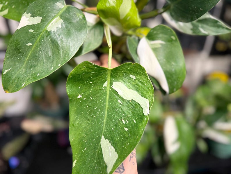 May include: A Philodendron White Wizard plant featuring heart-shaped leaves with variegated patterns of deep green and creamy white. The foliage displays distinct white splashes and speckles across the surface, with smooth edges and prominent veins.