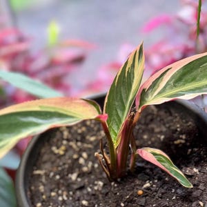 May include: A Stromanthe Triostar plant in a dark pot with variegated lance-shaped leaves featuring shades of deep green, cream, and vibrant pink. The stems are a reddish-pink hue, and the plant is rooted in dark, moist potting soil.
