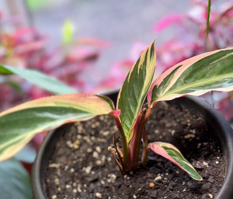 May include: A Stromanthe Triostar plant in a dark pot with variegated lance-shaped leaves featuring shades of deep green, cream, and vibrant pink. The stems are a reddish-pink hue, and the plant is rooted in dark, moist potting soil.