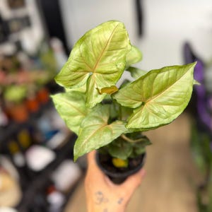 May include: A Syngonium plant with arrow-shaped, light green leaves featuring prominent pinkish-red veins. The plant is potted in a small black plastic container, showcasing a vibrant foliage pattern with a smooth, slightly glossy texture on each leaf.