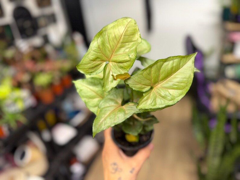 May include: A Syngonium plant with arrow-shaped, light green leaves featuring prominent pinkish-red veins. The plant is potted in a small black plastic container, showcasing a vibrant foliage pattern with a smooth, slightly glossy texture on each leaf.