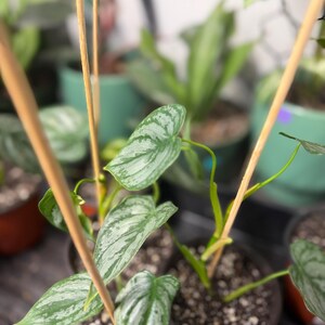 May include: A potted Philodendron brandtianum plant featuring heart-shaped leaves with a variegated pattern of silver and dark green. The plant is supported by thin, light brown wooden stakes inserted into the dark potting soil in a plastic pot.