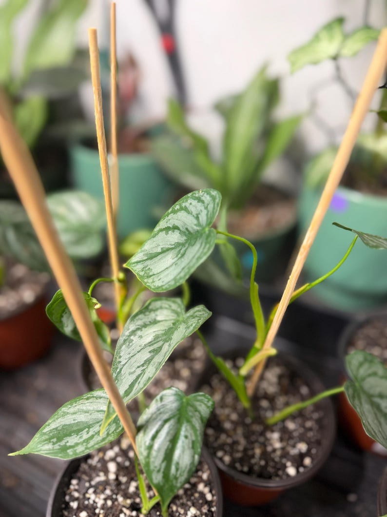 May include: A potted Philodendron brandtianum plant featuring heart-shaped leaves with a variegated pattern of silver and dark green. The plant is supported by thin, light brown wooden stakes inserted into the dark potting soil in a plastic pot.