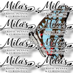 May include: A collage featuring the text "Mila's Exotic Plants & Curiosities" in a decorative script, repeated multiple times. A butterfly with blue, brown, and red markings is partially visible, adding a natural element to the design.