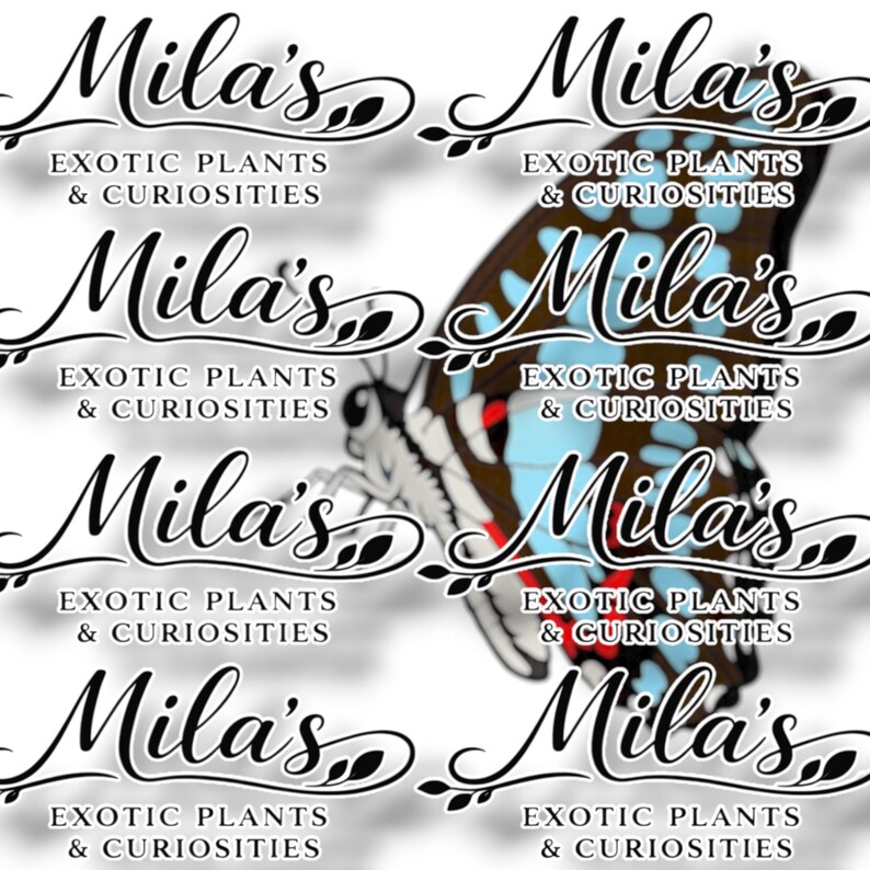 May include: A collage featuring the text "Mila's Exotic Plants & Curiosities" in a decorative script, repeated multiple times. A butterfly with blue, brown, and red markings is partially visible, adding a natural element to the design.