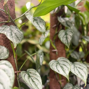 May include: A Scindapsus pictus plant with heart-shaped, variegated leaves featuring silver-grey and dark green patterns. The trailing vines are supported by two vertical brown coconut fiber moss poles, with small clips securing the stems to the poles.