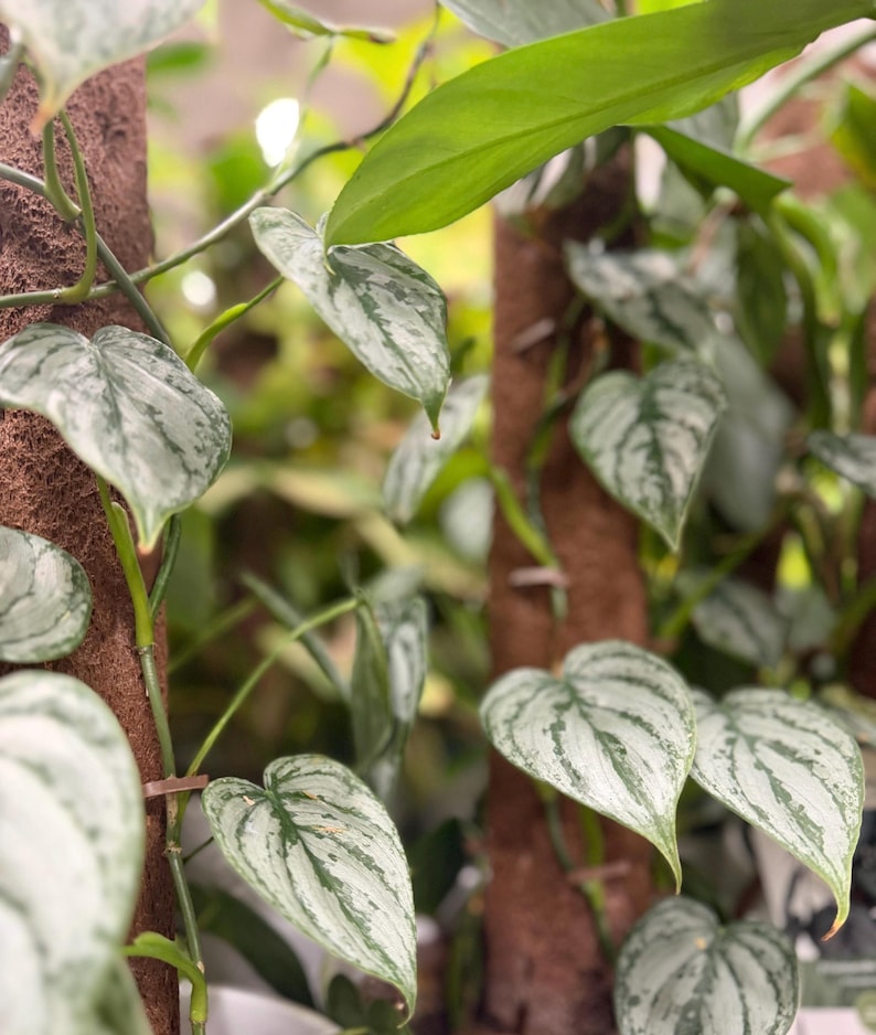 May include: A Scindapsus pictus plant with heart-shaped, variegated leaves featuring silver-grey and dark green patterns. The trailing vines are supported by two vertical brown coconut fiber moss poles, with small clips securing the stems to the poles.