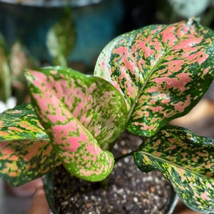 Peut inclure: Une plante Aglaonema aux feuilles larges et pointues pr&eacute;sentant un motif panach&eacute; de vert fonc&eacute; et de taches roses vives. Le feuillage affiche un aspect dense et mouchet&eacute; avec des nervures centrales marqu&eacute;es, poussant dans un pot sombre.
