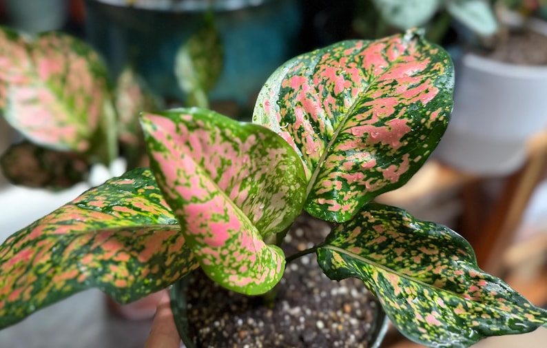 Peut inclure: Une plante Aglaonema aux feuilles larges et pointues pr&eacute;sentant un motif panach&eacute; de vert fonc&eacute; et de taches roses vives. Le feuillage affiche un aspect dense et mouchet&eacute; avec des nervures centrales marqu&eacute;es, poussant dans un pot sombre.