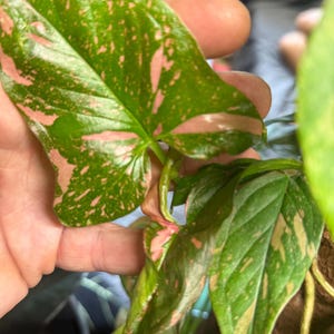 May include: A Syngonium podophyllum plant leaf featuring variegated patterns of deep green and soft pink. The arrowhead-shaped foliage displays a mix of solid green sections and speckled pink patches across the surface, with a prominent central vein.