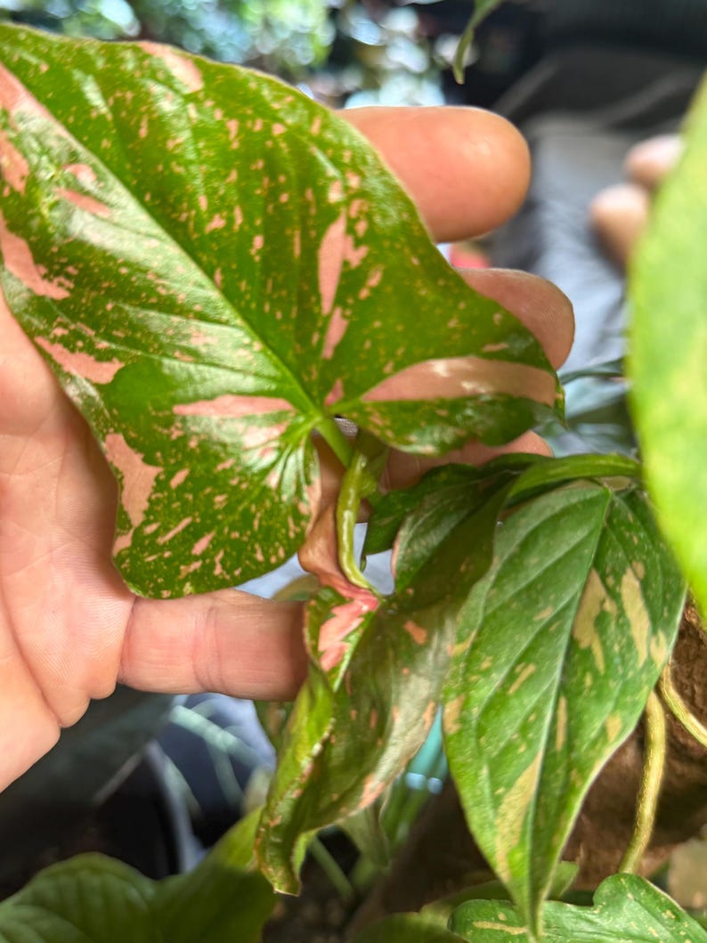 May include: A Syngonium podophyllum plant leaf featuring variegated patterns of deep green and soft pink. The arrowhead-shaped foliage displays a mix of solid green sections and speckled pink patches across the surface, with a prominent central vein.