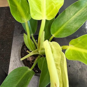 May include: A potted Philodendron plant featuring large, smooth, heart-shaped leaves in vibrant shades of lime green and deep emerald. The plant has a central stem structure with a new, tightly furled leaf emerging from the centre of the dark soil.