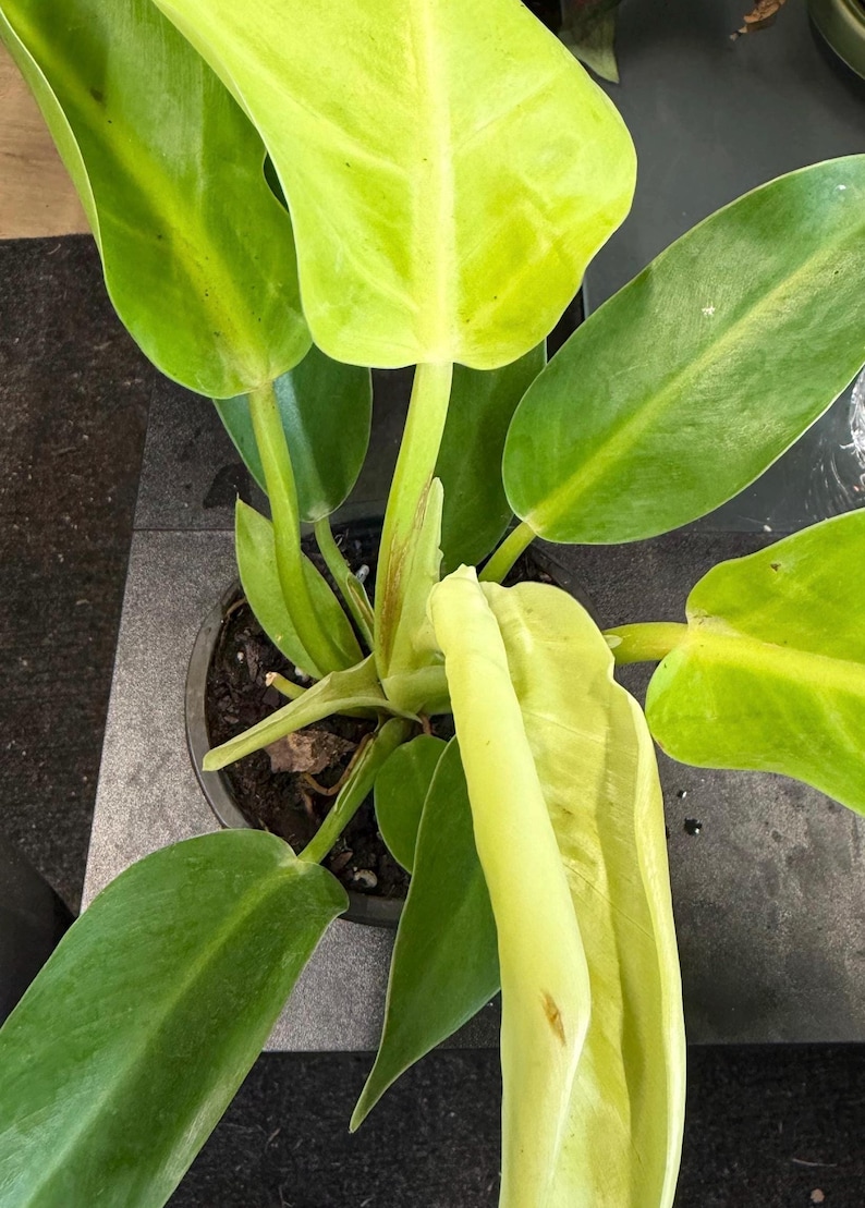 May include: A potted Philodendron plant featuring large, smooth, heart-shaped leaves in vibrant shades of lime green and deep emerald. The plant has a central stem structure with a new, tightly furled leaf emerging from the centre of the dark soil.