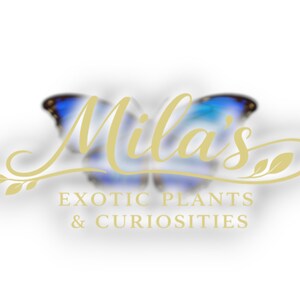 May include: A logo featuring the name "Mila's" in a gold script font, with a butterfly design in the background. The text "EXOTIC PLANTS & CURIOSITIES" is below the name in a gold sans-serif font.