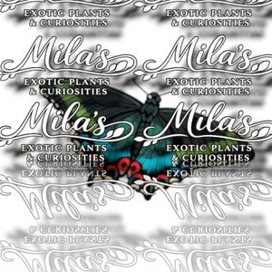 May include: A vibrant butterfly with blue, green, and red markings dominates the image. The name "Mila's" is written in an elegant script, with the words "Exotic Plants & Curiosities" repeated in the background.