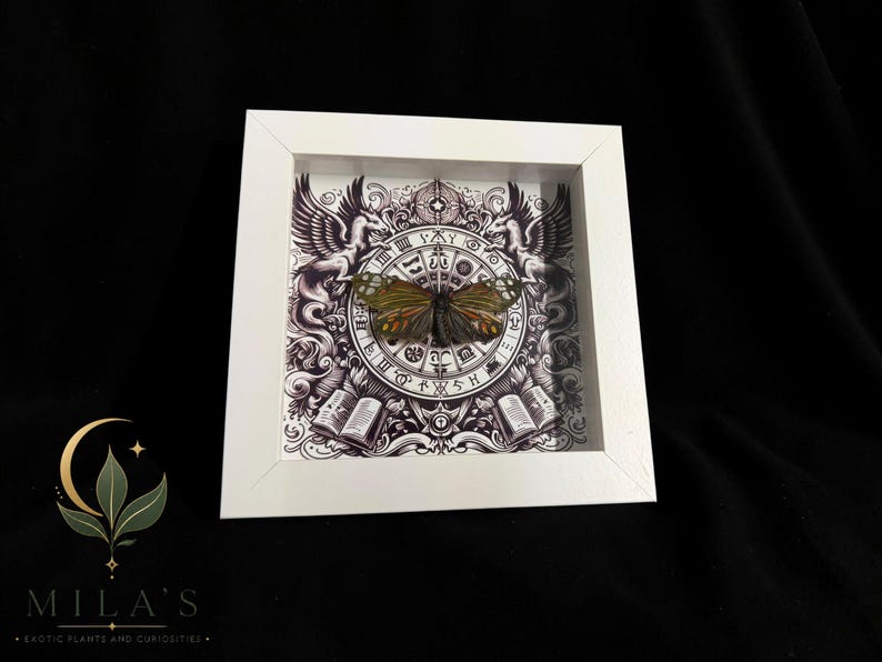 May include: A square white shadow box frame containing a preserved butterfly with green and brown wings. The background features a black and white illustration of a circular zodiac-style chart, two winged creatures, and two open books.