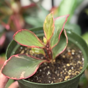 Op de afbeelding: Een kleine potplant met bonte bladeren in tinten groen en cr&egrave;me, geaccentueerd door opvallende rood-roze randen. De plant staat in het midden van een donkergroene plastic kweekpot gevuld met donkere potgrond en kleine witte korrels perliet.