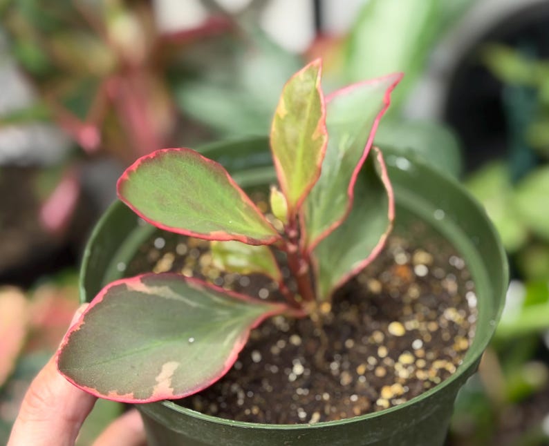 Op de afbeelding: Een kleine potplant met bonte bladeren in tinten groen en cr&egrave;me, geaccentueerd door opvallende rood-roze randen. De plant staat in het midden van een donkergroene plastic kweekpot gevuld met donkere potgrond en kleine witte korrels perliet.