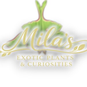 May include: Logo for Mila's Exotic Plants & Curiosities. The logo features the name "Mila's" in a flowing gold script, with a green and red moth-like shape in the background. The text "EXOTIC PLANTS & CURIOSITIES" is below.