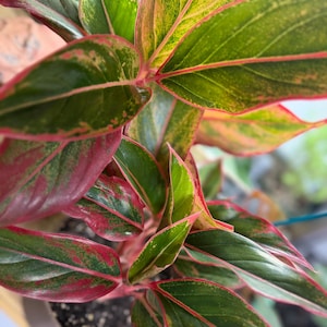 May include: An Aglaonema plant featuring lance-shaped leaves with a variegated pattern of deep green, lime green, and vibrant pink. The foliage displays prominent pink veins and thin pink margins, growing from a central stem in a round container.