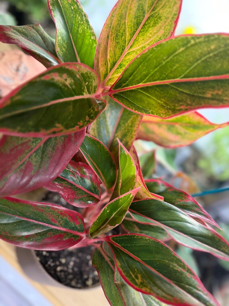 May include: An Aglaonema plant featuring lance-shaped leaves with a variegated pattern of deep green, lime green, and vibrant pink. The foliage displays prominent pink veins and thin pink margins, growing from a central stem in a round container.