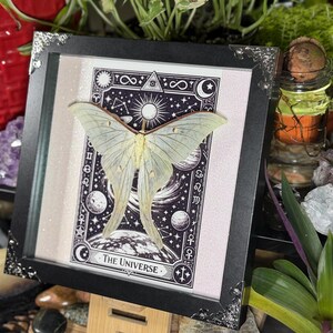 Puede incluir: Una obra de arte enmarcada con una polilla verde p&aacute;lido con intrincados patrones en las alas, montada sobre una impresi&oacute;n de tem&aacute;tica celestial. La impresi&oacute;n incluye planetas, estrellas y las palabras "The Universe". El marco es negro con esquinas plateadas decorativas.